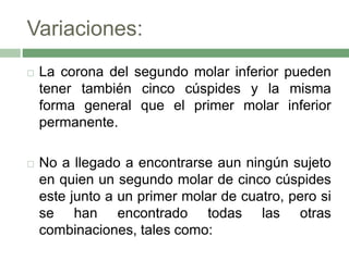 Variaciones:
 La corona del segundo molar inferior pueden
tener también cinco cúspides y la misma
forma general que el primer molar inferior
permanente.
 No a llegado a encontrarse aun ningún sujeto
en quien un segundo molar de cinco cúspides
este junto a un primer molar de cuatro, pero si
se han encontrado todas las otras
combinaciones, tales como:
 