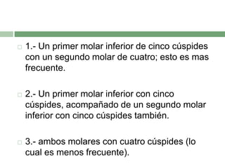  1.- Un primer molar inferior de cinco cúspides
con un segundo molar de cuatro; esto es mas
frecuente.
 2.- Un primer molar inferior con cinco
cúspides, acompañado de un segundo molar
inferior con cinco cúspides también.
 3.- ambos molares con cuatro cúspides (lo
cual es menos frecuente).
 
