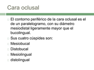 Cara oclusal
 El contorno periférico de la cara oclusal es el
de un paralelogramo, con su diámetro
mesiodistal ligeramente mayor que el
bucolingual.
 Sus cuatro cúspides son:
 Mesiobucal
 Distobucal
 Mesiolingual
 distolingual
 