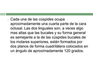  Cada una de las cúspides ocupa
aproximadamente una cuarta parte de la cara
oclusal. Las dos linguales son, a veces algo
mas altas que las bucales y su forma general
es semejante a la de las cúspides bucales de
los molares superiores, están formados por
dos planos de forma cuadrilátera colocados en
un ángulo de aproximadamente 120 grados.
 