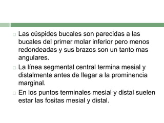  Las cúspides bucales son parecidas a las
bucales del primer molar inferior pero menos
redondeadas y sus brazos son un tanto mas
angulares.
 La línea segmental central termina mesial y
distalmente antes de llegar a la prominencia
marginal.
 En los puntos terminales mesial y distal suelen
estar las fositas mesial y distal.
 