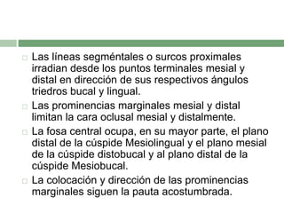  Las líneas segméntales o surcos proximales
irradian desde los puntos terminales mesial y
distal en dirección de sus respectivos ángulos
triedros bucal y lingual.
 Las prominencias marginales mesial y distal
limitan la cara oclusal mesial y distalmente.
 La fosa central ocupa, en su mayor parte, el plano
distal de la cúspide Mesiolingual y el plano mesial
de la cúspide distobucal y al plano distal de la
cúspide Mesiobucal.
 La colocación y dirección de las prominencias
marginales siguen la pauta acostumbrada.
 