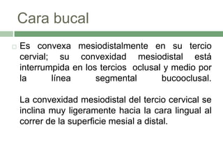 Cara bucal
 Es convexa mesiodistalmente en su tercio
cervial; su convexidad mesiodistal está
interrumpida en los tercios oclusal y medio por
la línea segmental bucooclusal.
La convexidad mesiodistal del tercio cervical se
inclina muy ligeramente hacia la cara lingual al
correr de la superficie mesial a distal.
 