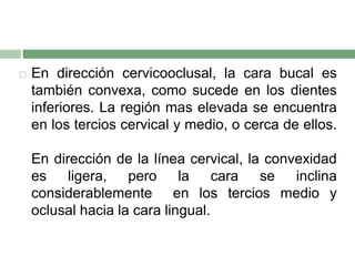  En dirección cervicooclusal, la cara bucal es
también convexa, como sucede en los dientes
inferiores. La región mas elevada se encuentra
en los tercios cervical y medio, o cerca de ellos.
En dirección de la línea cervical, la convexidad
es ligera, pero la cara se inclina
considerablemente en los tercios medio y
oclusal hacia la cara lingual.
 