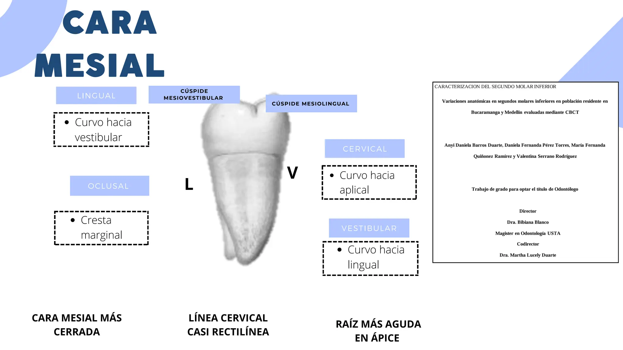 Molar Inferior Segundo Molar inferior caracteristicas anatómicas deber de morfología | PDF