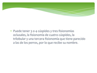 Puede tener 3 o 4 cúspides y tres fisionomías
oclusales, la fisionomía de cuatro cúspides, la
trilobular y una tercera fisionomía que tiene parecido
a las de los perros, por lo que recibe su nombre.
 