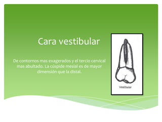 Cara vestibular
De contornos mas exagerados y el tercio cervical
mas abultado. La cúspide mesial es de mayor
dimensión que la distal.
 