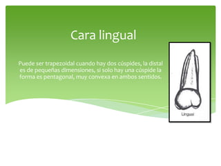 Cara lingual
Puede ser trapezoidal cuando hay dos cúspides, la distal
es de pequeñas dimensiones, si solo hay una cúspide la
forma es pentagonal, muy convexa en ambos sentidos.
 