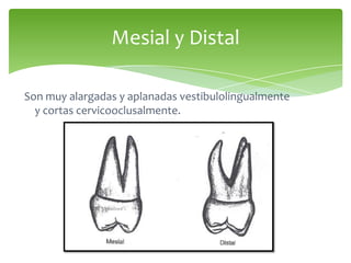 Mesial y Distal
Son muy alargadas y aplanadas vestibulolingualmente
y cortas cervicooclusalmente.
 
