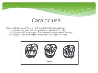 Cara oclusal
Presenta tres fisionomías: la fisionomía de cuatro cúspides es
romboidal, muy marcada y de gran parecido al primero, la
trilobular es de forma trapezoidal con dos cúspides vestibulares y
una lingual, y la molar de perro que tiene múltiples cúspides.
 