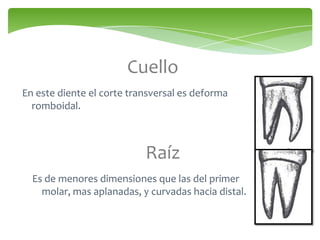 Cuello
En este diente el corte transversal es deforma
romboidal.
Raíz
Es de menores dimensiones que las del primer
molar, mas aplanadas, y curvadas hacia distal.
 