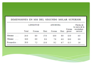 Segundo molar superior