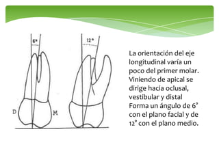 La orientación del eje
longitudinal varía un
poco del primer molar.
Viniendo de apical se
dirige hacia oclusal,
vestibular y distal
Forma un ángulo de 6°
con el plano facial y de
12° con el plano medio.
 