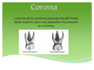 La forma de la corona es parecido a la del Primer
Molar Superior, pero mas pequeña e inconstante
en su forma.
 