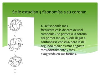 1. La fisonomía más
frecuente es la de cara oclusal
romboidal. Se parece a la corona
del primer molar, puede llegar a
confundirse con ella, pero la del
segundo molar es más angosta
mesiodistalmente y más
exagerada en sus formas.
Se le estudian 3 fisonomías a su corona:
 