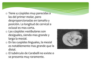 o Tiene 4 cúspides muy parecidas a
las del primer molar, pero
desproporcionadas en tamaño y
posición. La longitud de cervical a
oclusal es mas corta.
o Las cúspides vestibulares son
desiguales, siendo mas grande y
larga la mesial.
o En las cuspides linguales, la mesial
es notablemente mas grande que la
distal.
o El tubérculo de Carabelli no existe o
se presenta muy raramente.
 