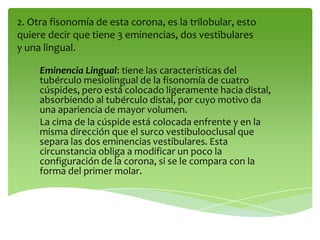 2. Otra fisonomía de esta corona, es la trilobular, esto
quiere decir que tiene 3 eminencias, dos vestibulares
y una lingual.
Eminencia Lingual: tiene las características del
tubérculo mesiolingual de la fisonomía de cuatro
cúspides, pero está colocado ligeramente hacia distal,
absorbiendo al tubérculo distal, por cuyo motivo da
una apariencia de mayor volumen.
La cima de la cúspide está colocada enfrente y en la
misma dirección que el surco vestibulooclusal que
separa las dos eminencias vestibulares. Esta
circunstancia obliga a modificar un poco la
configuración de la corona, si se le compara con la
forma del primer molar.
 