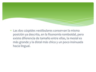 Las dos cúspides vestibulares conservan la misma
posición ya descrita, en la fisonomía romboidal, pero
existe diferencia de tamaño entre ellas, la mesial es
más grande y la distal más chica y un poco insinuada
hacia lingual.
 