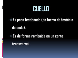 CUELLO 
Es poco festionado (en forma de festón o de onda). 
Es de forma romboide en un corte transversal.  