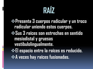 RAÍZ 
Presenta 3 cuerpos radicular y un troco radicular uniendo estos cuerpos. 
Sus 3 raíces son estrechas en sentido mesiodistal y gruesas vestibulolingualmente. 
El espacio entre la raíces es reducido. 
A veces hay raíces fusionadas.  