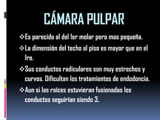 CÁMARA PULPAR 
Es parecida al del 1er molar pero mas pequeña. 
La dimensión del techo al piso es mayor que en el 1ro. 
Sus conductos radiculares son muy estrechos y curvos. Dificultan los tratamientos de endodoncia. 
Aun si las raíces estuvieran fusionadas los conductos seguirían siendo 3.  