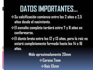 DATOS IMPORTANTES… 
Su calcificación comienza entre los 2 años o 2,5 años desde el nacimiento. 
El esmalte completo tardará entre 7 y 8 años en conformarse. 
El diente brota entre los 12 y 13 años, pero la raíz no estará completamente formada hasta los 14 o 16 años. 
Mide aproximadamente 20mm 
Corona 7mm 
Raíz 13mm  