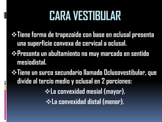 CARA VESTIBULAR 
Tiene forma de trapezoide con base en oclusal presenta una superficie convexa de cervical a oclusal. 
Presenta un abultamiento no muy marcado en sentido mesiodistal. 
Tiene un surco secundario llamado Oclusovestibular, que divide al tercio medio y oclusal en 2 porciones: 
La convexidad mesial (mayor). 
La convexidad distal (menor).  