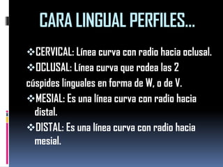 CARA LINGUAL PERFILES… 
CERVICAL: Línea curva con radio hacia oclusal. 
OCLUSAL: Línea curva que rodea las 2 
cúspides linguales en forma de W, o de V. 
MESIAL: Es una línea curva con radio hacia distal. 
DISTAL: Es una línea curva con radio hacia mesial.  