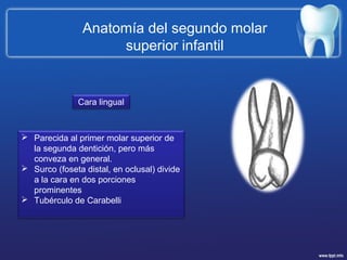 Anatomía Dental II - Segundo Molar superior Deciduo | PPT