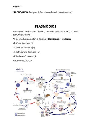 ATERO 24
*PRONÓSTICO: Benigno (infestaciones leves), malo (masivas).
PLASMODIOS
*Coccidios EXTRAINTESTINALES, Philum: APICOMPLEXA, CLASE:
ESPOROZOARIOS.
*4 plasmodios parasitan al hombre: 3 benignos- 1 maligno
-P. Vivax: terciana (B)
-P. Ovalae: terciana (B)
-P. Falciparum: Terciana (M)
-P. Malarie: Cuartana (B)
*CICLO BIOLÓGICO:
 