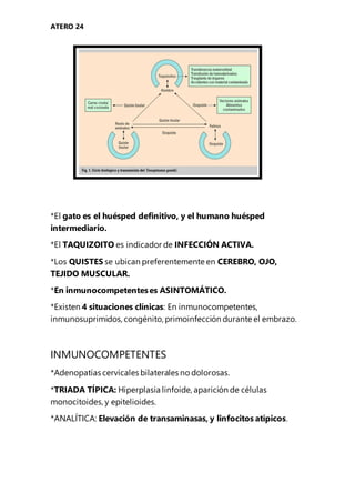 ATERO 24
*El gato es el huésped definitivo, y el humano huésped
intermediario.
*El TAQUIZOITO es indicador de INFECCIÓN ACTIVA.
*Los QUISTES se ubican preferentemente en CEREBRO, OJO,
TEJIDO MUSCULAR.
*En inmunocompetenteses ASINTOMÁTICO.
*Existen 4 situaciones clínicas: En inmunocompetentes,
inmunosuprimidos,congénito, primoinfección durante el embrazo.
INMUNOCOMPETENTES
*Adenopatías cervicales bilaterales no dolorosas.
*TRIADA TÍPICA: Hiperplasia linfoide, aparición de células
monocitoides, y epitelioides.
*ANALÍTICA: Elevación de transaminasas, y linfocitos atípicos.
 