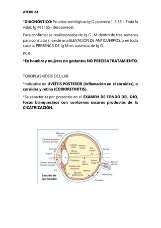 ATERO 24
*DIAGNÓSTICO: Pruebas serológicas Ig G (aparece 1-3 SS – Toda la
vida), Ig M (1 SS- desaparece).
Para confirmar se realiza prueba de Ig G -M dentro de tres semanas
para constatar si existe una ELEVACIÓNDE ANTICUERPOS, o en todo
caso la PRESENCA DE Ig M en ausencia de Ig G.
PCR
*En hombrey mujeres no gestantes NO PRECISATRATAMIENTO.
TOXOPLASMOSIS OCULAR
*Indicativo de UVEÍTIS POSTEROR (inflamación en el coroides), o
coroides y retina (CORIORETINITIS).
*Se caracteriza por presentar en el EXÁMEN DE FONDO DEL OJO,
focos blanquecinos con contornos oscuros productos de la
CICATRIZACIÓN.
 