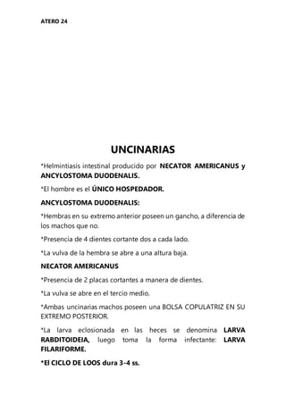 ATERO 24
UNCINARIAS
*Helmintiasis intestinal producido por NECATOR AMERICANUS y
ANCYLOSTOMA DUODENALIS.
*El hombre es el ÚNICO HOSPEDADOR.
ANCYLOSTOMA DUODENALIS:
*Hembras en su extremo anterior poseen un gancho, a diferencia de
los machos que no.
*Presencia de 4 dientes cortante dos a cada lado.
*La vulva de la hembra se abre a una altura baja.
NECATOR AMERICANUS
*Presencia de 2 placas cortantes a manera de dientes.
*La vulva se abre en el tercio medio.
*Ambas uncinarias machos poseen una BOLSA COPULATRIZ EN SU
EXTREMO POSTERIOR.
*La larva eclosionada en las heces se denomina LARVA
RABDITOIDEIA, luego toma la forma infectante: LARVA
FILARIFORME.
*El CICLO DE LOOS dura 3-4 ss.
 