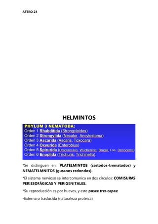 ATERO 24
HELMINTOS
*Se distinguen en: PLATELMINTOS (cestodos-trematodos) y
NEMATELMNITOS (gusanos redondos).
*El sistema nervioso se intercomunica en dos círculos: COMISURAS
PERIESOFÁGICAS Y PERIGENITALES.
*Su reproducción es por huevos, y este posee tres capas:
-Externa o traslúcida (naturaleza proteica)
 