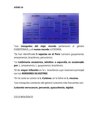 ATERO 24
*Los mosquitos del viejo mundo pertenecen al género
FLEBOTOMUS, y el nuevo mundo LUTZOMIA.
*Se han identificado 5 especies en el Perú: Lainsoni, guayanensis,
amazenensis, brazilensis, peruviensis.
*La Leishmania amazónica, selvática o espundia, es ocasionado
por: L. amazenensis, L. guayanensis, brazilensis.
*El de mayor infección es la L. brazilensis cuyo reservorio principal
son los ROEDORES SILVESTRES.
*En la costa es común la L. Cutánea, en la Selva es L. mucosa.
*Los mosquitos (vectores) del género Lutzomia más frecuentes son:
Lutzomia verrucarum, peruensis, ayacuchensis, tejadai.
CICLO BIOLÓGICO
 