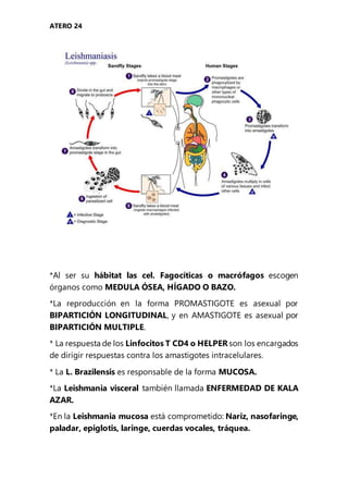 ATERO 24
*Al ser su hábitat las cel. Fagocíticas o macrófagos escogen
órganos como MEDULA ÓSEA, HÍGADO O BAZO.
*La reproducción en la forma PROMASTIGOTE es asexual por
BIPARTICIÓN LONGITUDINAL, y en AMASTIGOTE es asexual por
BIPARTICIÓN MULTIPLE.
* La respuesta de los Linfocitos T CD4 o HELPER son los encargados
de dirigir respuestas contra los amastigotes intracelulares.
* La L. Brazilensis es responsable de la forma MUCOSA.
*La Leishmania visceral también llamada ENFERMEDAD DE KALA
AZAR.
*En la Leishmania mucosa está comprometido: Nariz, nasofaringe,
paladar, epiglotis, laringe, cuerdas vocales, tráquea.
 