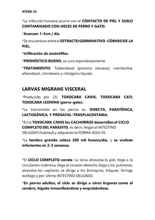 ATERO 24
*La infección humana ocurre con el CONTACTO DE PIEL Y SUELO
CONTAMINADO CON HECES DE PERRO Y GATO.
*Avanzan 1-3cm / día.
*Se encuentran entre el ESTRACTOGERMINATIVO-CÓRNEODE LA
PIEL.
*Infiltración de eosinófilos.
*PRONÓSTICO BUENO, se cura espontáneamente.
*TRATAMIENTO: Tiabendazol (provoca náuseas), ivermectina,
albendazol, cloroteano y nitrógeno líquido.
LARVAS MIGRANS VISCERAL
*Producido por (3): TOXOCARA CANIS, TOXOCARA CATI,
TOXOCARA LEONINA (perro-gato).
*La transmisión en los perros es: DIRECTA, PARATÉNICA,
LACTOGÉNICA, Y PRENATAL-TRASPLACENTARIA.
*En la TOXOCARA CANIS los CACHORROS desarrollan el CICLO
COMPLETO DEL PARÁSITO, es decir, llegan al INTESTINO
DELGADO (habitad) y adquieren la FORMA ADULTA.
*La hembra grávida coloca 200 mil huevos/día, y se vuelven
infectantes en 2-3 semanas.
*El CICLO COMPLETO consta: La larva atraviesa la piel, llega a la
circulación sistémica, llega al corazón derecho, llega a los pulmones,
atraviesa los capilares, se dirige a los bronquios, tráquea, faringe,
esófago y por último INTESTINO DELGADO.
*En perros adultos, el ciclo se dirige a otros órganos como el
cerebro, hígado inmovilizándose y enquistándose.
 