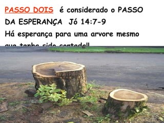 PASSO DOIS é considerado o PASSO
DA ESPERANÇA Jó 14:7-9
Há esperança para uma arvore mesmo
que tenha sido cortada!!
 