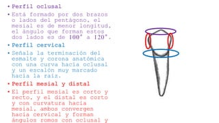 Segundo premolar inferior | PPTX