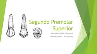 Segundo Premolar Superior 
Reyna Cruz Nancy Berenice 
Torres Martínez Luis Gerardo  