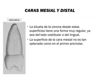 CARAS MESIAL Y DISTAL

• La silueta de la corona desde estas
superficies tiene una forma muy regular, ya
sea del lado vestibular o del lingual.
• La superficie de la cara mesial no es tan
aplanada como en el primer premolar.

 