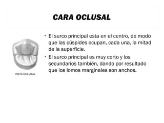 CARA OCLUSAL
• El surco principal esta en el centro, de modo
que las cúspides ocupan, cada una, la mitad
de la superficie.
• El surco principal es muy corto y los
secundarios también, dando por resultado
que los lomos marginales son anchos.

 