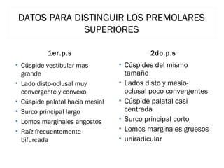 DATOS PARA DISTINGUIR LOS PREMOLARES
SUPERIORES
1er.p.s

2do.p.s

• Cúspide vestibular mas
grande
• Lado disto-oclusal muy
convergente y convexo
• Cúspide palatal hacia mesial
• Surco principal largo
• Lomos marginales angostos
• Raíz frecuentemente
bifurcada

• Cúspides del mismo
tamaño
• Lados disto y mesiooclusal poco convergentes
• Cúspide palatal casi
centrada
• Surco principal corto
• Lomos marginales gruesos
• uniradicular

 