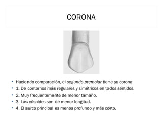 CORONA

•
•
•
•
•

Haciendo comparación, el segundo premolar tiene su corona:
1. De contornos más regulares y simétricos en todos sentidos.
2. Muy frecuentemente de menor tamaño.
3. Las cúspides son de menor longitud.
4. El surco principal es menos profundo y más corto.

 