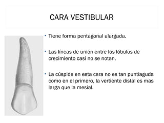 CARA VESTIBULAR
• Tiene forma pentagonal alargada.
• Las líneas de unión entre los lóbulos de
crecimiento casi no se notan.
• La cúspide en esta cara no es tan puntiaguda
como en el primero, la vertiente distal es mas
larga que la mesial.

 