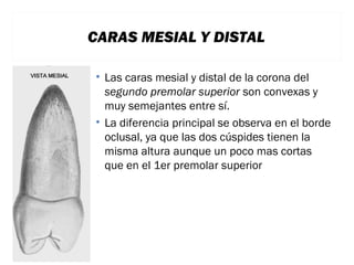 CARAS MESIAL Y DISTAL
• Las caras mesial y distal de la corona del
segundo premolar superior son convexas y
muy semejantes entre sí.
• La diferencia principal se observa en el borde
oclusal, ya que las dos cúspides tienen la
misma altura aunque un poco mas cortas
que en el 1er premolar superior

 
