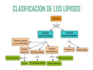 CLASIFICACION DE LOS LÍPIDOS
 