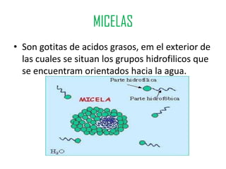 MICELAS
• Son gotitas de acidos grasos, em el exterior de
  las cuales se situan los grupos hidrofilicos que
  se encuentram orientados hacia la agua.
 
