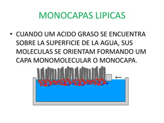 MONOCAPAS LIPICAS
• CUANDO UM ACIDO GRASO SE ENCUENTRA
  SOBRE LA SUPERFICIE DE LA AGUA, SUS
  MOLECULAS SE ORIENTAM FORMANDO UM
  CAPA MONOMOLECULAR O MONOCAPA.
 
