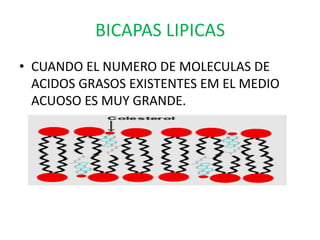 BICAPAS LIPICAS
• CUANDO EL NUMERO DE MOLECULAS DE
  ACIDOS GRASOS EXISTENTES EM EL MEDIO
  ACUOSO ES MUY GRANDE.
 